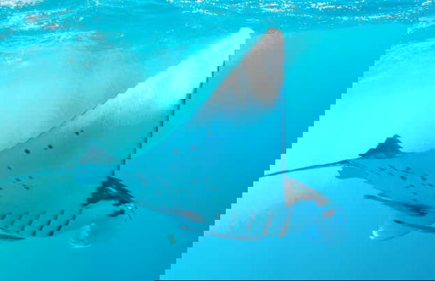 Manta Ray Snorkelling Speedboat Trip - Photo 1