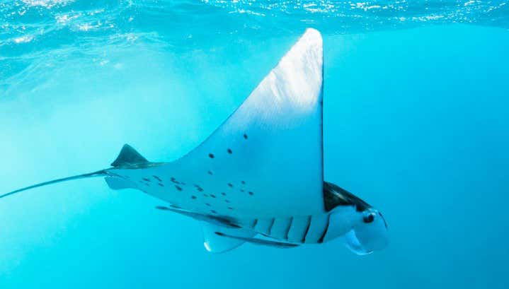 Manta Ray Snorkelling Speedboat Trip