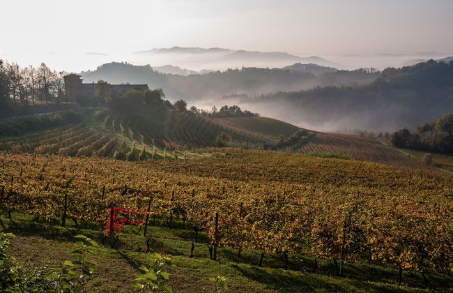 Tenuta Tenaglia - Photo 25