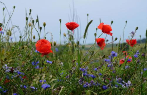 Holiday Home Nassauer Forsthaus by Interhome - Foto 33