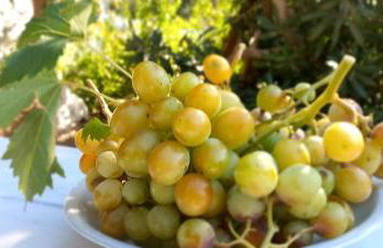 Leros Eleonas ApartmentS - Foto 17