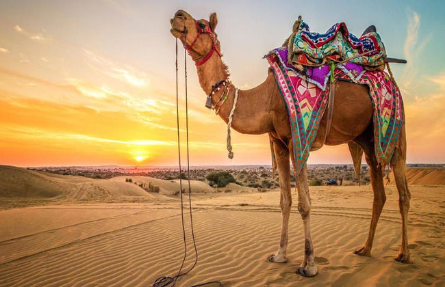 Mega Safari com Almoço - Tour de Dia Inteiro - Foto 7