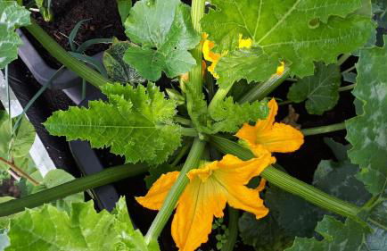 Ältestes Haus in Quentel - Ferienwohnung 2 mit Dachterrasse - Foto 21