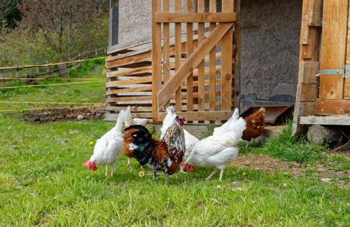 Kehrerhof Urlaub auf dem Bauernhof - Photo 17