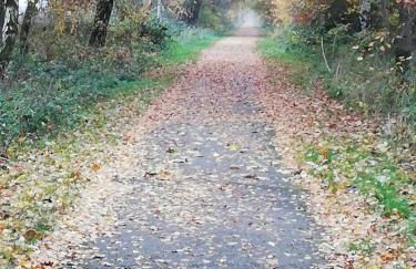 Rosehips at Kerensa, Naburn - Foto 19