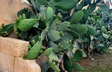 Villa Carrieri - Foto 69