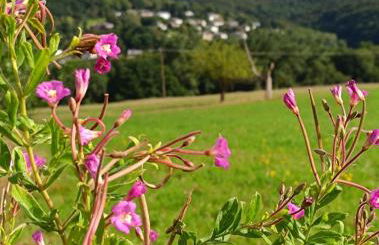 Ferienwohnung zum Märchenwald - Foto 55