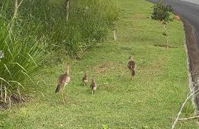 Casa do Sol - Casa Branca - Foto 28