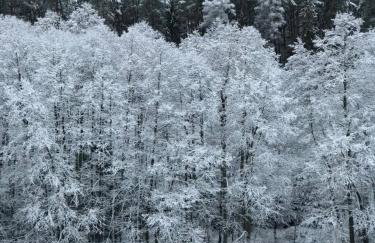 Na skraju gaju - Foto 18