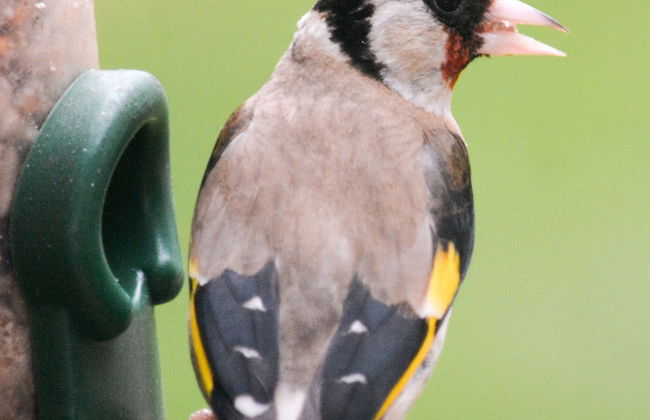 Netherton Farm Lodge - Foto 52