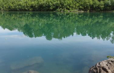 Helianthus - Photo 50