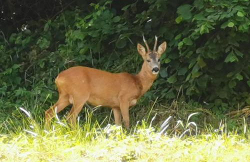 Ferienwohnung Im Auricher Tal - Foto 15