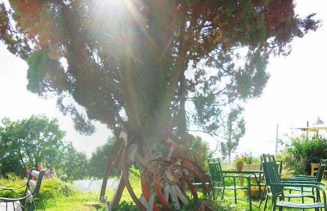 Agriturismo Terrasabina - Foto 54