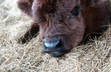 Auszeit zwischen Fellnasen - Foto 7