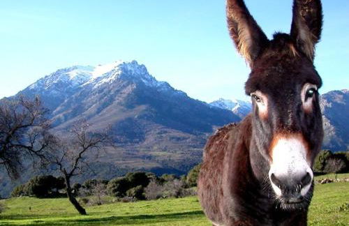 L'Alivi di l'Osari - Foto 33