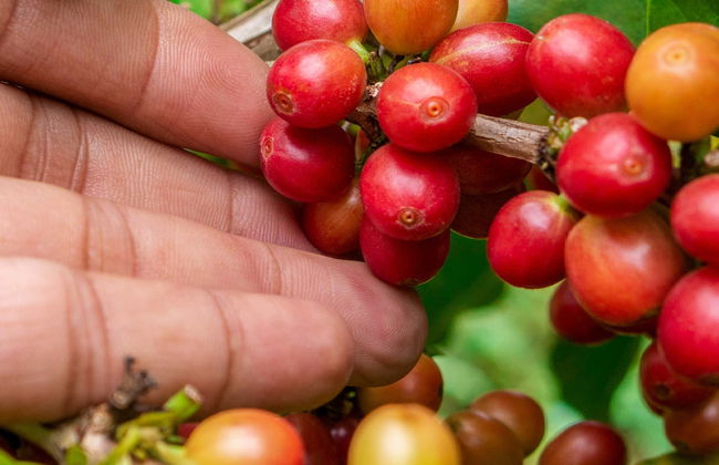 Bogotá Coffee Farm Trip - Photo 1