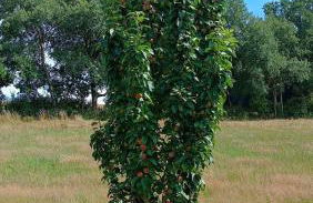 Kleines Paradies am Waldrand - Photo 22