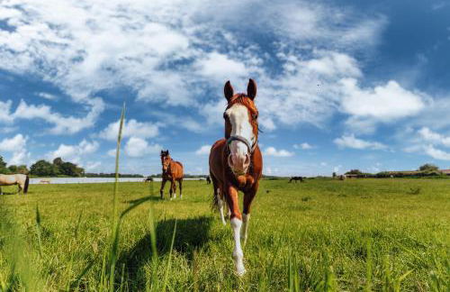 Romantik Studio - Cozy - Stylisch - Naturnah - Foto 30