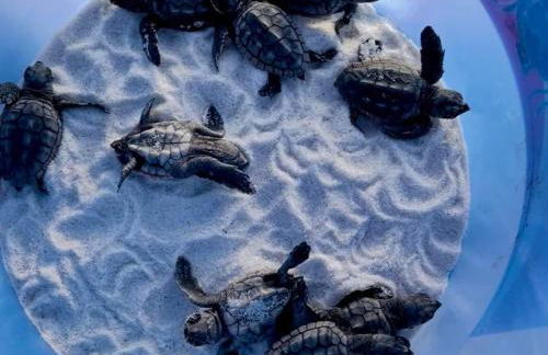 Holiday Surf and Racquet Unit 612 - Foto 22