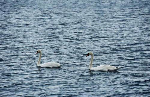 Villa Fiamegou Andros - Foto 60