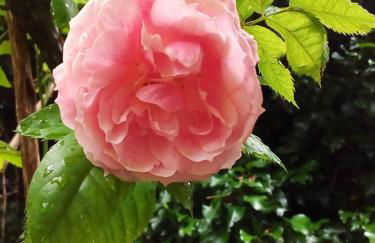 Ferienwohnung am Walnussbaum - Foto 21