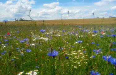 Fischstübchen Neeberg Apt 1 – Wald und Wiese - Foto 17