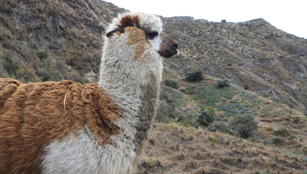 Excursion à Cotopaxi et Quilotoa - Photo 5