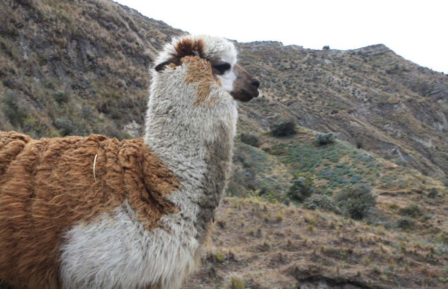 Excursão a Cotopaxi e Quilotoa - Foto 5