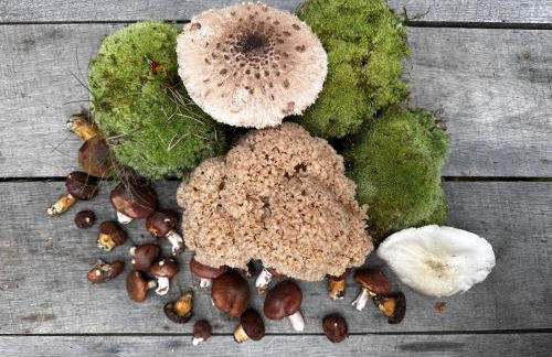 Auszeit auf dem Land im Forsthaus Hohe Heide - Foto 9