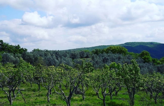 Agriturismo Sinciano - Foto 26