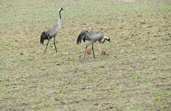 Holiday Apartment Hammann - Foto 30