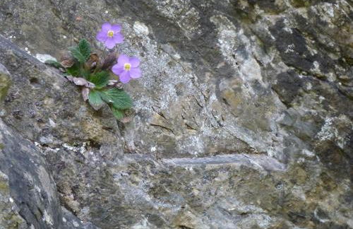 Metsola Apartamentos Rurales - Foto 49