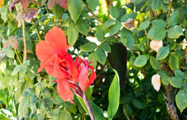 Flor da Laranja - Foto 24