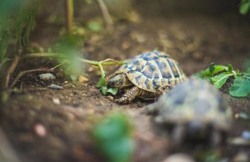 Apartments Marina - Photo 56