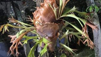 Aconchego IV - Foto 4, Garden view