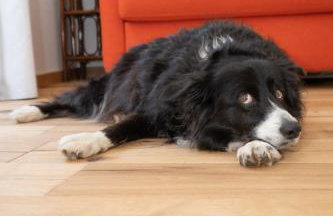 Les Tilleuls - Foto 28