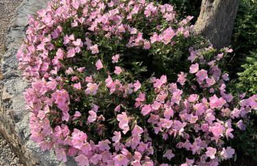 Elea Houses - Foto 49