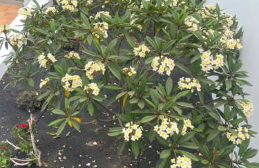 Villa Dedalos - Spacious luxury Villa with heated pool in Puerto Calero - Foto 31