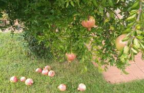 La Casetta - Foto 27