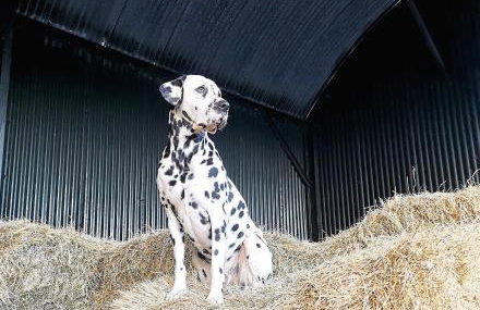 Glen Roe - 3 Bed Lodge on Friendly Farm Stay - Foto 45