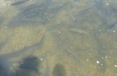 Forest & Lake Mikołajki - Foto 38