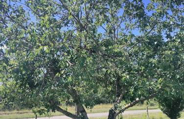 Chez Chapelle in the heart of the Gascony with pool, pets welcome! - Photo 16