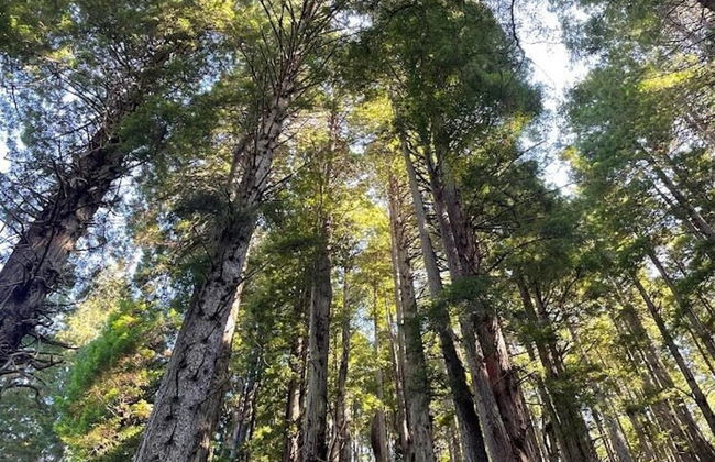 Oceanview Cabin 21 Jacuzzi Large Deck w View - Foto 20