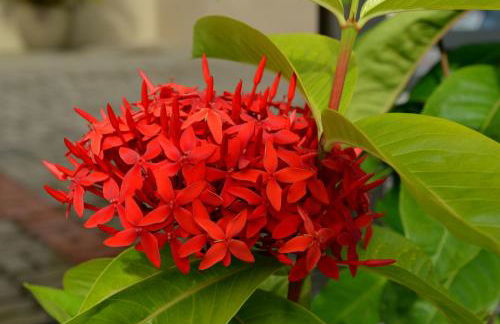 Residencial Portinari LTDA - Foto 59