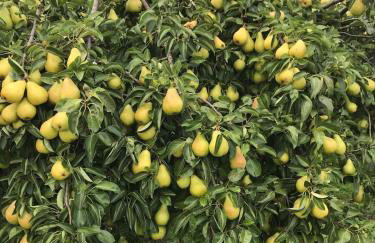 Farmhouse Apartment with Paddock & Orchard Views - Foto 10