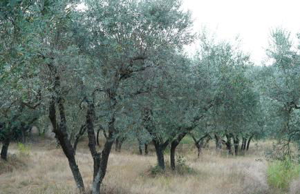 Villa Salviati - Foto 34