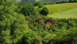 Roosartige Ferien - Ferienwohnung im Hanswieschen - Oberwesel Bacharach - Foto 3