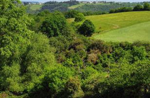 Roosartige Ferien - Ferienwohnung im Hanswieschen - Oberwesel Bacharach - Foto 3