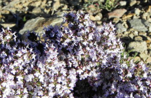 Mas de Muñoz - Foto 8