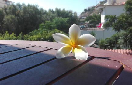 Plumeria Flowery - Foto 13